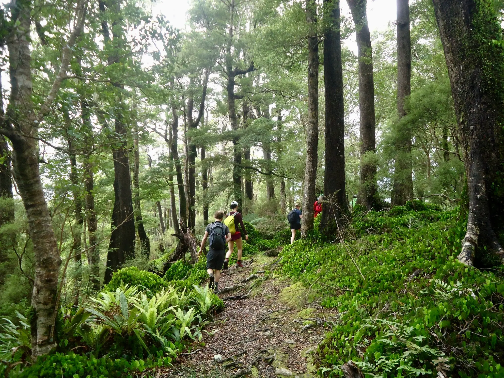 Small group walking together along a green ridge above Wellington